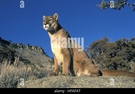 Puma concolor couguar, adultes, debout sur les rochers, Montana Banque D'Images