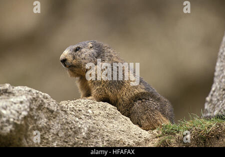 Marmotte des Alpes Marmota marmota, adultes, debout sur les rochers, dans les Alpes au sud-est de la France Banque D'Images