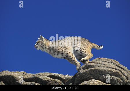 Le lynx roux Lynx rufus, adultes, sautant de rochers, Canada Banque D'Images