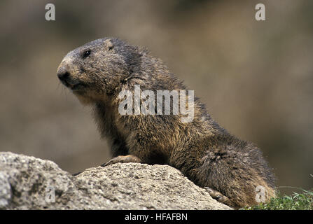 Marmotte des Alpes Marmota marmota, adultes, debout sur les rochers, dans les Alpes au sud-est de la France Banque D'Images