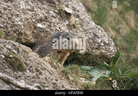 Marmotte des Alpes Marmota marmota, adultes, debout sur les rochers, dans les Alpes au sud-est de la France Banque D'Images