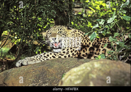 Persian Léopard, Panthera pardus saxicolor, ses crocs d'Adultes Banque D'Images