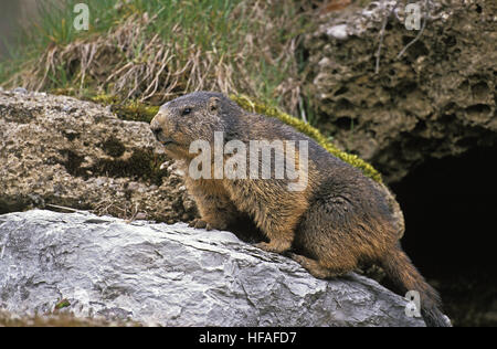 Marmotte des Alpes Marmota marmota, adultes, debout sur les rochers, dans les Alpes au sud-est de la France Banque D'Images