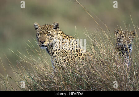 Léopard, Panthera pardus, mère et son petit, parc de Nakuru au Kenya Banque D'Images