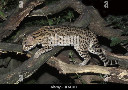 Chat-tigre ou Oncilla, leopardus tigrinus Banque D'Images