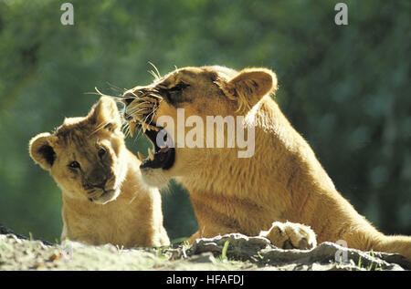 L'African Lion, Panthera leo, Cub et mère grondant, parc de Masai Mara au Kenya Banque D'Images