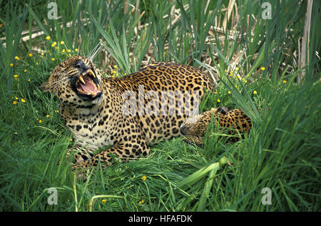 Léopard, Panthera pardus, ses crocs d'Adultes Banque D'Images