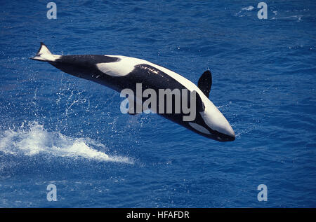 Baleine grise, Eschrichtius robustus, violer Adultes Banque D'Images