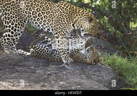 Léopard, Panthera pardus, mère et son petit jeu, parc de Nakuru au Kenya Banque D'Images