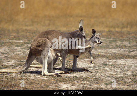 Kangourou rouge, Macropus rufus, mère portant Joey dans sa pochette, l'Australie Banque D'Images