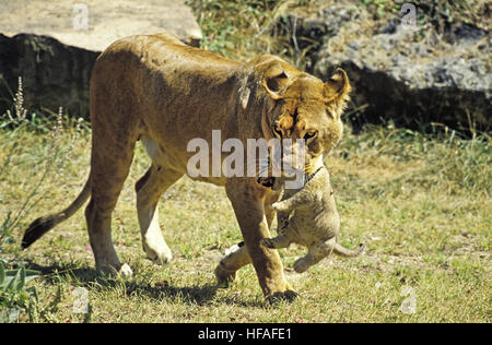 L'African Lion, Panthera leo, mère portant Cub dans la bouche Banque D'Images