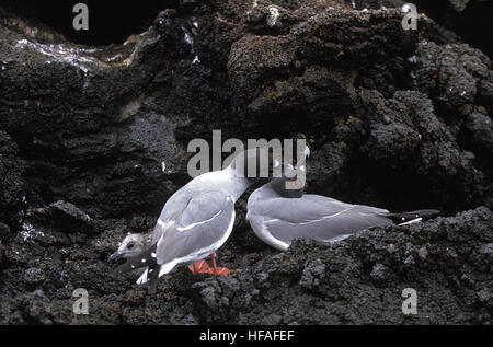 Mouette à queue fourchue, creagrus furcatus, paire, le comportement de cour, Îles Galápagos Banque D'Images