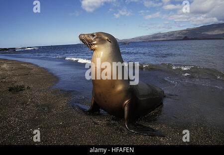 Fourrure Galapagos, Arctocephalus galapagoensis, femme debout sur la plage, Îles Galápagos Banque D'Images