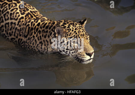 Jaguar, Panthera onca, des profils dans l'eau Banque D'Images