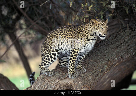 Léopard, Panthera pardus, adulte debout dans Arbre, Namibie Banque D'Images