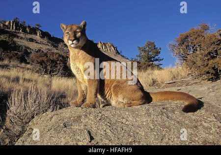 Puma concolor couguar, adultes, debout sur les rochers, Montana Banque D'Images