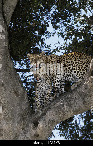 Léopard, Panthera pardus, mère et son petit arbre, debout dans le parc de Nakuru au Kenya Banque D'Images