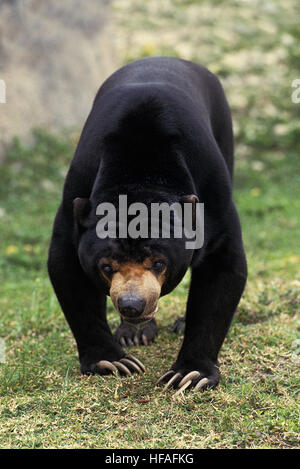 Ours malais Helarctos malayanus, Banque D'Images