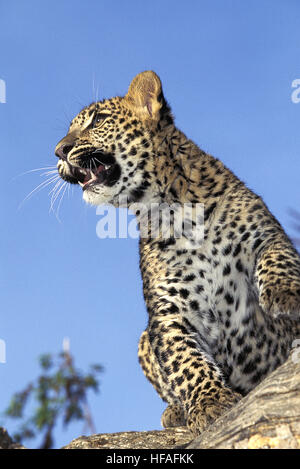 Léopard, Panthera pardus, Cub Banque D'Images