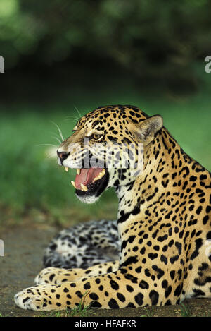 Jaguar, Panthera onca, femme grondant Banque D'Images