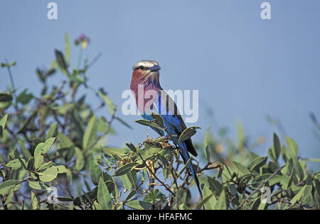 Lilac Breasted Roller, coracias caudata, debout sur adultes, Direction générale de l'Afrique du Sud Banque D'Images