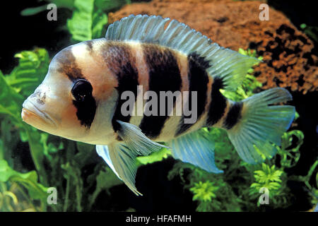 Cichlid Frontosa cyphotilapia frontosa, Banque D'Images