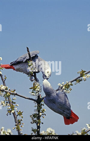 Perroquet gris d'Afrique, de Psittacus erithacus Banque D'Images