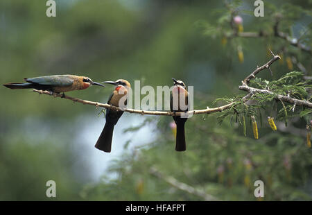 Mangeur d'abeilles rieuses, merops bullockoides, adultes debout sur branche, Kenya Banque D'Images