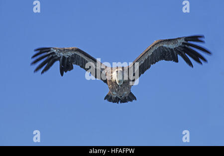 Vautour fauve eurasien, Gyps fulvus, adulte en vol Banque D'Images