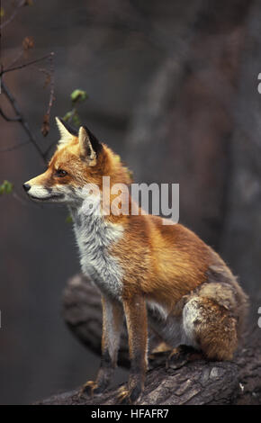 Le renard roux, Vulpes vulpes, séance adultes, Normandie Banque D'Images