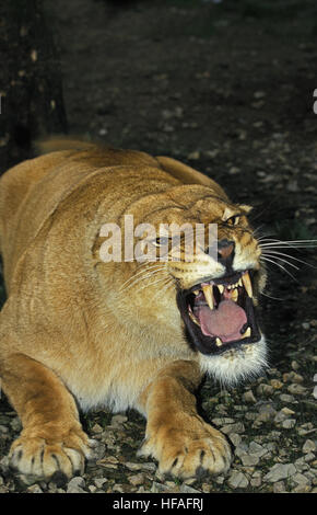 L'African Lion, Panthera leo, femme grondant Banque D'Images