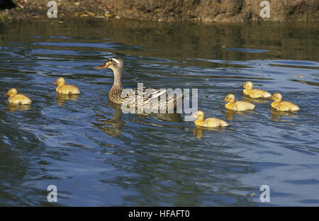 Canard colvert, Anas platyrhynchos, mère et les canetons Banque D'Images