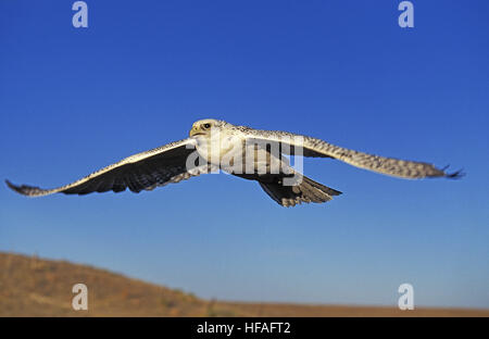 Le faucon gerfaut, Falco rusticolus, adulte en vol, Canada Banque D'Images