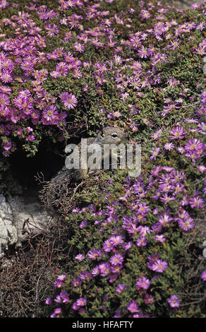 L'écureuil gris Sciurus carolinensis, Californie, Banque D'Images