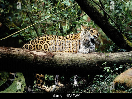 Jaguar, Panthera onca, mère portant Cub dans la bouche Banque D'Images