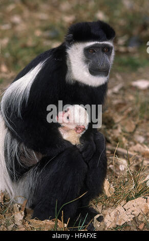 Colombus en noir et blanc, singe colobus guereza, la mère et les jeunes Banque D'Images