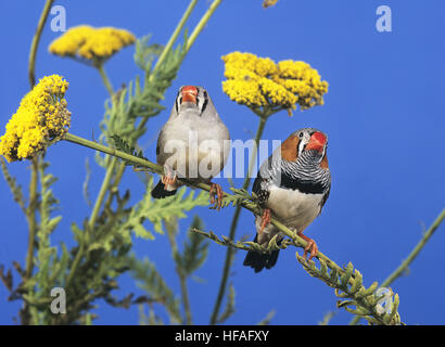 Zebra Finch, Taeniopygia guttata, paire Banque D'Images