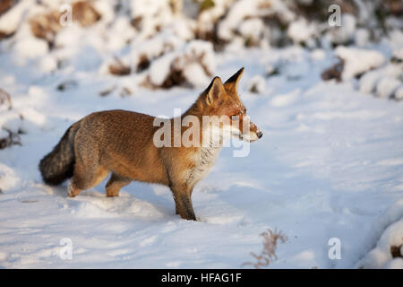 Le renard roux, Vulpes vulpes, adulte debout dans la neige, Normandie Banque D'Images