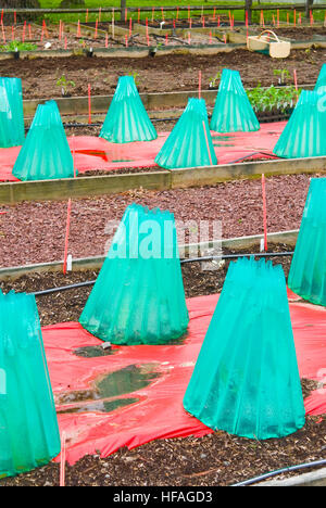 Murs de protection de l'eau nouveaux jeunes semis cloche châssis froid pour protéger les végétaux, des rangées de légumes en plastique de maintien de l'extension de la saison chaude plantes Banque D'Images