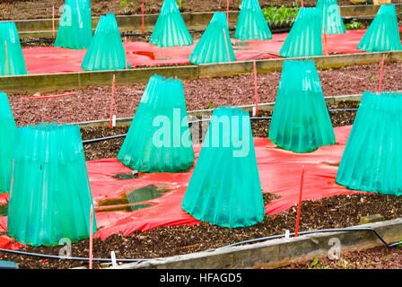 Murs de protection de l'eau nouveaux jeunes semis cloche châssis froid pour protéger les végétaux, des rangées de légumes en plastique de maintien de l'extension de la saison chaude plantes Banque D'Images