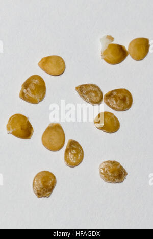 Des graines de tomate cerise, séché sur fond blanc, à partir de semences de légumes de jardin Banque D'Images