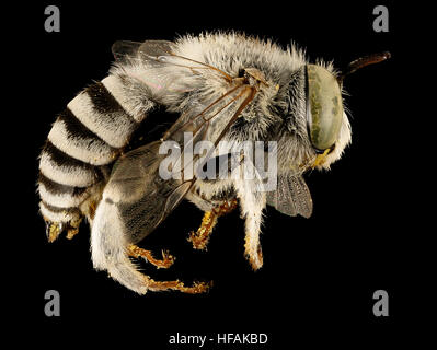 Anthophora curta, m, côté droit, Cochise Co., San Simon, AZ-19-18 2016-07.43 Anthophora curta, m, côté droit, Cochise Co, San Simon, AZ 2016-07-19-1843 28884217321 o Banque D'Images