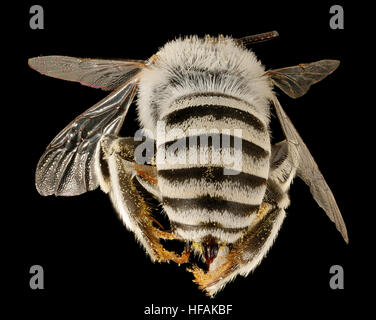 Anthophora curta,m, retour, Pima Co., San Simon, AZ-19-19 2016-07.03 Anthophora curta,m, retour, Pima Co, San Simon, AZ 2016-07-19-1903 28674909090 o Banque D'Images