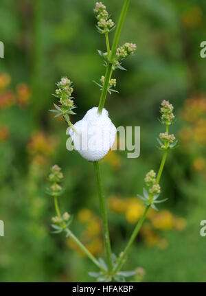 Cuckoo spit, un revêtement de protection de bulles fait par un froghopper nymphe, probablement (Philaenus spumarius). Orwell, Oxfordshire, UK. Banque D'Images