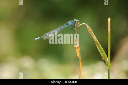 Un homme politique Bluetail Ischnura elegans (Demoiselle) mange un insecte volant qu'il a pris. Merton, l'Oxfordshire. UK Banque D'Images