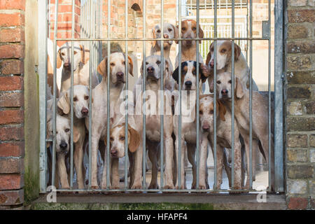 Cotswold nord Hunt foxhounds en cage au lendemain de répondre. Broadway, Worcestershire, Angleterre. Banque D'Images