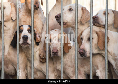 Cotswold nord Hunt foxhounds en cage au lendemain de répondre. Broadway, Worcestershire, Angleterre. Banque D'Images