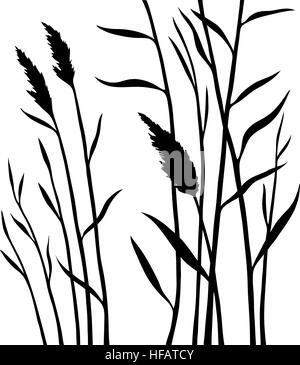 Silhouette de la reed isolé sur fond blanc Illustration de Vecteur