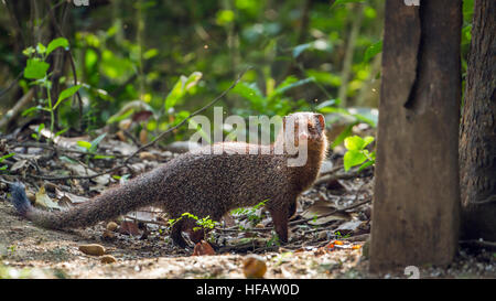 La Mangouste grise dans le parc national Minneriya, Sri Lanka ; espèce Herpestes edwardsii famille des Herpestidae Banque D'Images