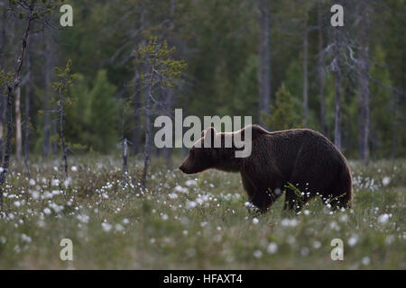 Ours brun. Ours brun marchant dans un paysage de fleurs de la linaigrette du Canada. Ours brun européen. Banque D'Images